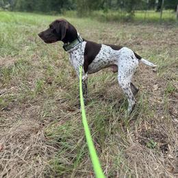 Ripp - German Shorthaired Pointer