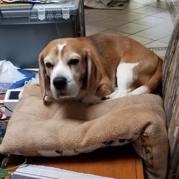 Beagles from Donna Nuger's Beagles