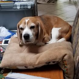 Beagles from Donna Nuger's Beagles