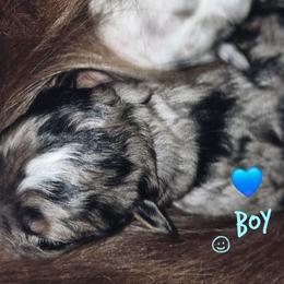 Boy 1 Blue Merle -Blue eyes - Blue merle male Australian Shepherd puppy in Sioux Falls, Sd Area, South Dakota from Diamond Aussies N the Rough