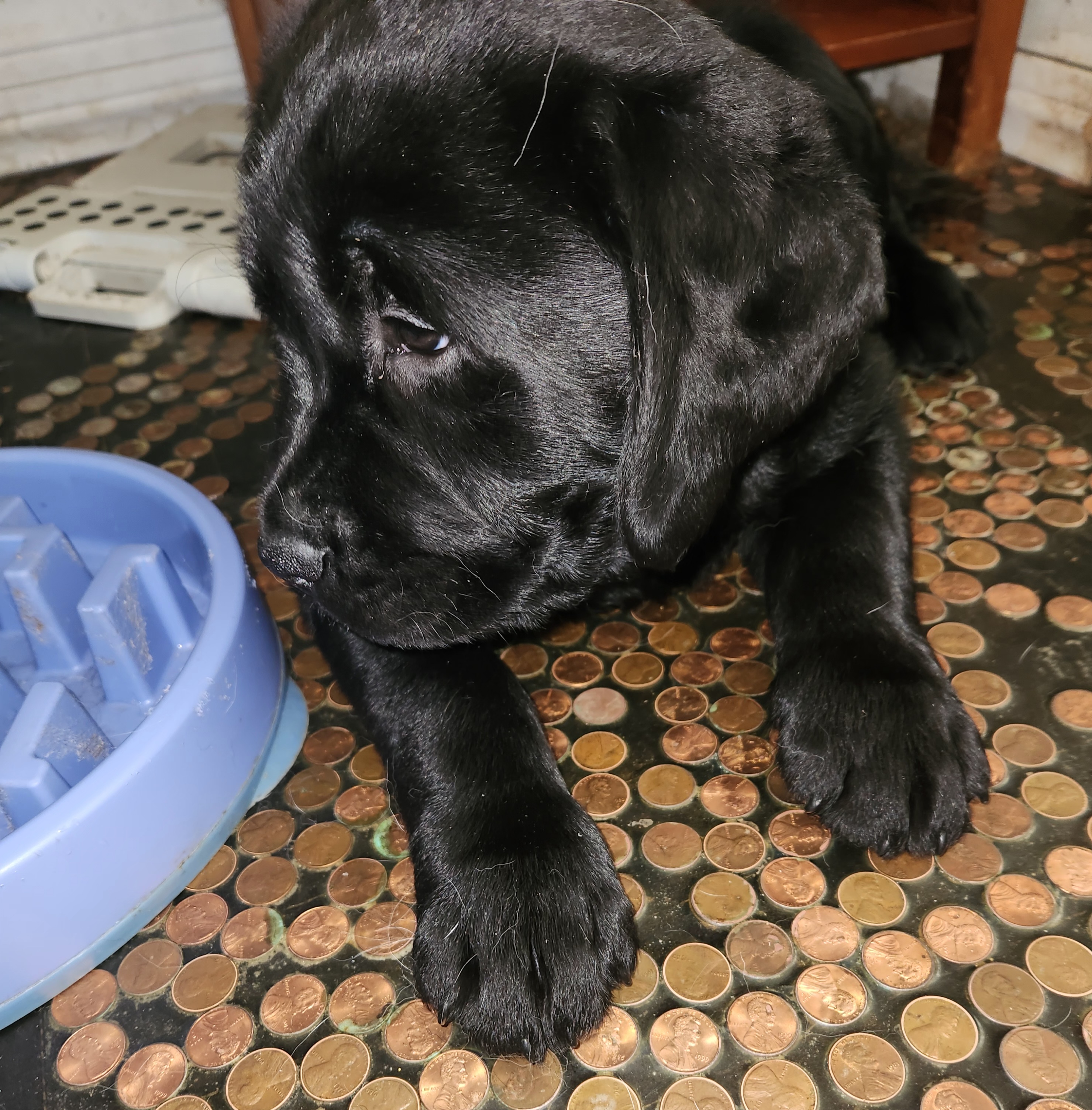 Labrador Retriever Puppies from Earth Angel