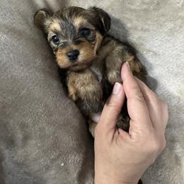 Ganache - Black and gold male Morkie puppy in Tucson, Arizona from Sun-Kissed Morkies