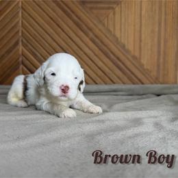 Brown boy - Chocolate merle male Bernedoodle puppy in Modesto, California from Two Doods Doodles