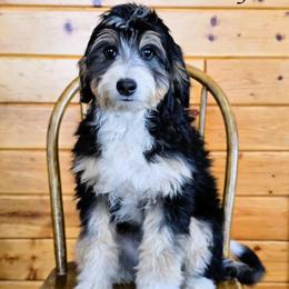 January - Black tri-color female Aussiedoodle puppy in Lancaster, Minnesota from Wilson Cattle Co.