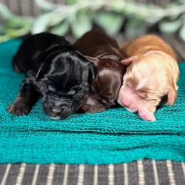 Tamale - Apricot female Australian Labradoodle puppy in Decatur, Alabama from Southern Meadows Doodles