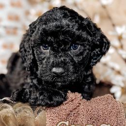 Greg - Black male Australian Labradoodle puppy in Decatur, Alabama from Southern Meadows Doodles
