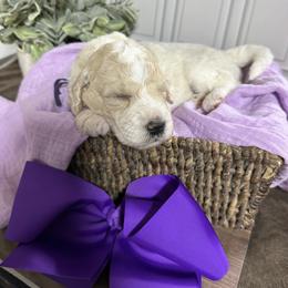 Girl 5 - Parti female Goldendoodle puppy in Silsbee, Texas from Barkley Lane Doodles LLC