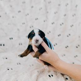 Stuffing - Tri-color male Bernedoodle puppy in Murray, Utah from Sun Valley Doodles