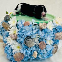Mahi - Parti male Poodle puppy in Harpers Ferry, West Virginia from Oso Perfect Poodles and Doodles