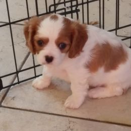 Cavalier King Charles Spaniel Puppies from Muddy Paws Cavaliers