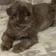 Lauralie