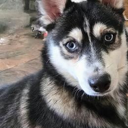 Pomsky All Grown Up from Amazing High Desert Pomskys
