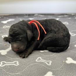 Tenderheart Bear- Orange Collar - Black male Goldendoodle puppy in Bay City, Texas from Charming Doods Goldendoodles