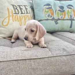 Chantilly - Cream female Dachshund puppy in Williamsburg, Kentucky from Whispering Pine Dachshunds & Pomeranians
