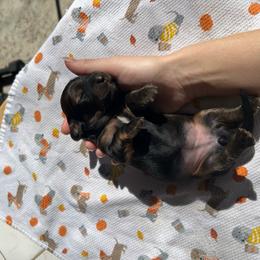 Beatrice - Red female Dachshund puppy in Sparks, Nevada from Hursh’s Hounds