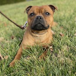 Hobo - Staffordshire Bull Terrier