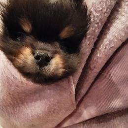 Pomeranian Puppies from Mayhew's Pomeranian Pups