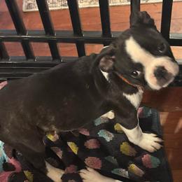 Boy- orange collar - Black and white male Boston Terrier puppy in Mc Donough, Georgia from Ballard Boston Terriers