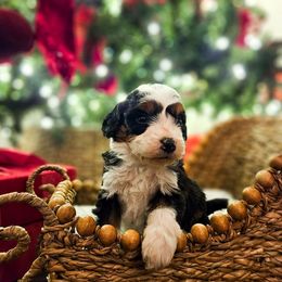 Tinsel - Tri-color male Bernedoodle puppy in Russell Springs, Kentucky from 270 Doodles
