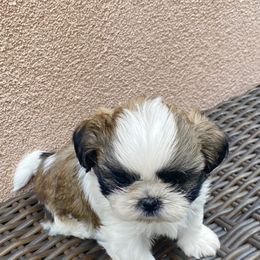Shih Tzu Puppies from Willow Lane Shih Tzus