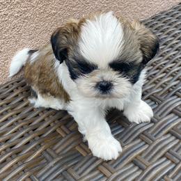 Shih Tzu Puppies from Willow Lane Shih Tzus