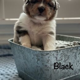 Australian Shepherd Puppies from Julia Rose Ranch