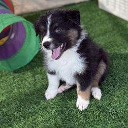 Tucker - Black tri male Miniature Australian Shepherd puppy in Florence, Arizona from Triangle H Ranch Aussies