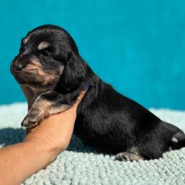 Bree - Black and cream female Dachshund puppy in Lincoln, Arkansas from Red Dirt Dachshunds