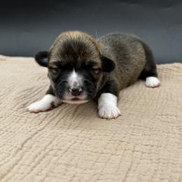 Dover - Sable male Pembroke Welsh Corgi puppy in Elberta, Utah from 3F Farms- Pembroke Welsh Corgis and Irish Wolfhounds