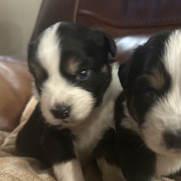 Miniature Australian Shepherds from Dream Dog Mini Aussies