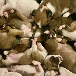 Boxer Puppies from Rowe’s Royal Boxers