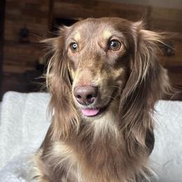 Milo - Dachshund