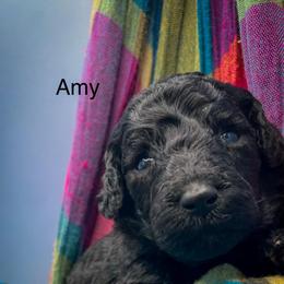 Amy - Blue female Poodle puppy in Greenville, North Carolina from Grace Poodles