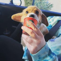 Pembroke Welsh Corgi Puppies from Rainbow Corgi Farms