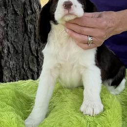 Axel - Liver and white male English Springer Spaniel puppy in Connelly Springs, North Carolina from Ebenezer Valley ESS