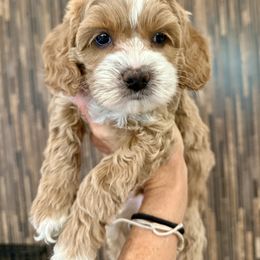 General - Golden male Cockapoo puppy in Roseville, California from Darby Park Doodles