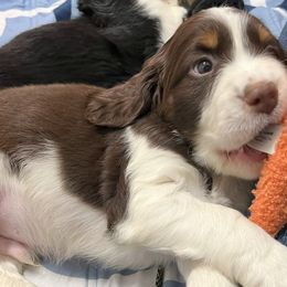 English Springer Spaniel Puppies from Silly Springers