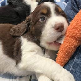 English Springer Spaniel Puppies from Silly Springers