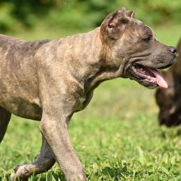 Bluey - Gray brindle female Cane Corso puppy in Chestertown, Maryland from Willow Creek Cane Corsos
