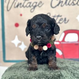 St. Nick - Black white and tan male Cockapoo puppy in Bountiful, Utah from EasyBreezyDoodles