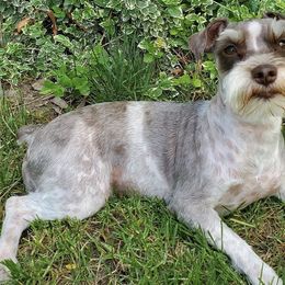 Miniature Schnauzers from Utah house of schnauzers and doodles