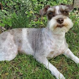 Miniature Schnauzers from Utah house of schnauzers and doodles