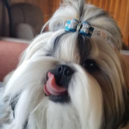 Harmony - Shih Tzu