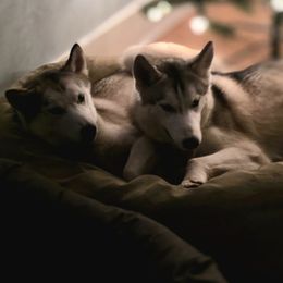 Artic and Iceland - Gray and white female Siberian Husky puppy in York, Maine from Maine Coast Huskies