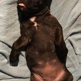 French Bulldogs from Va Frenchies