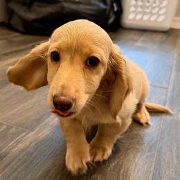 Cream Longhair Male - Cream male Dachshund puppy in Horizon City, Texas from Willipaws