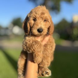 Red - Apricot male Goldendoodle puppy in Spring, Texas from The Doodle Den