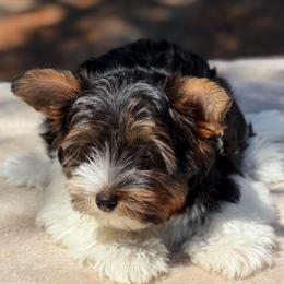 Remi-boy  2250 AKC - Black tan and white male Biewer Terrier puppy in Douglas, Georgia from Heartland small breeds