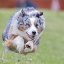 Honey - Miniature Australian Shepherd