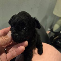 Midnight - Black female Maltipoo puppy in Sedro Woolley, Washington from Absher Ranch